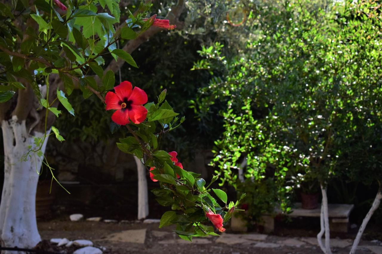 Villa Lena Sivas Exterior photo